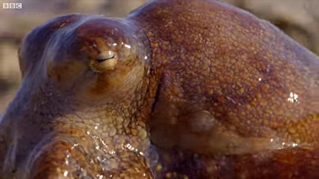 walkingoctopus5