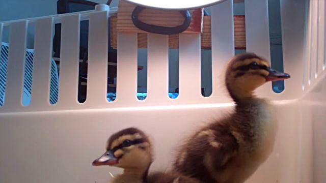 ducklings4