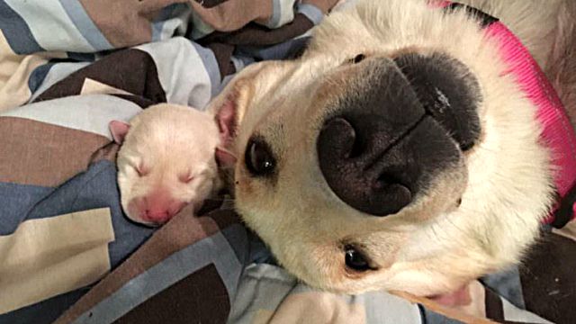 two-cute-dogs-805x427a