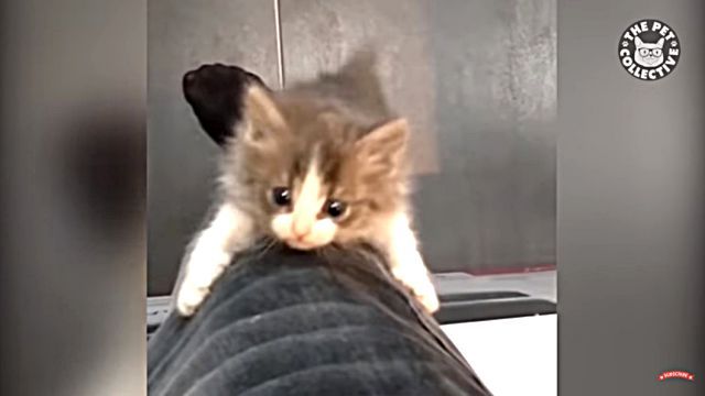 climbingcat5
