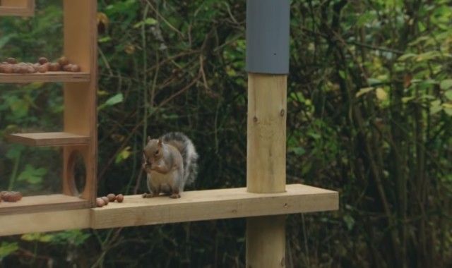 squirrelobstaclecourse6_e