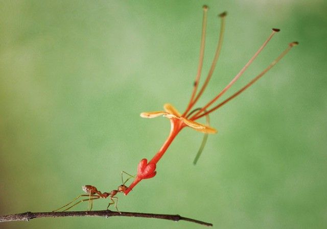 ComedyWildlifePhotoAwards2018 (17)