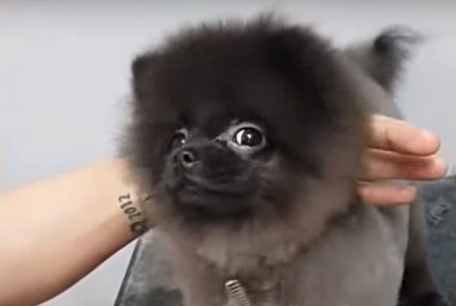 dancingdog1_e