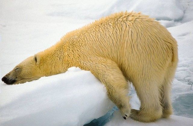 ComedyWildlifePhotoAwards2018 (3)