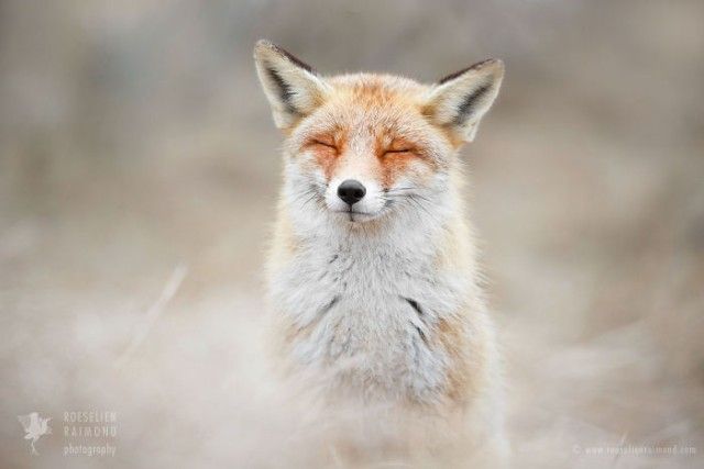 3_zenfox_meditating_fox-copy-5975b333d88b9__700_e