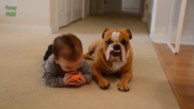 babynpetsfunny8_e