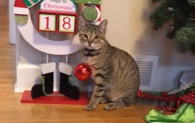 holidaypets0_e