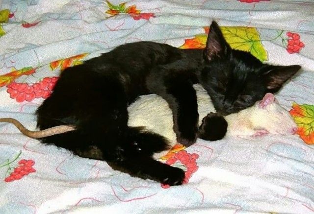 cuddle4_e