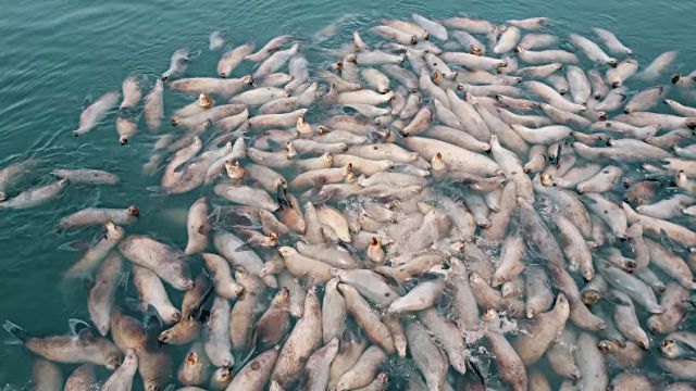 sealion6