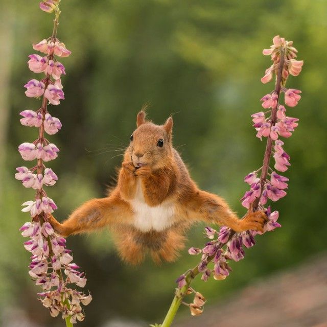 ComedyWildlifePhotoAwards2018 (10)