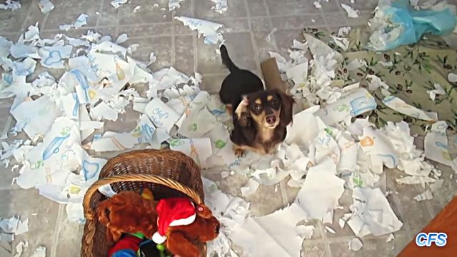 toiletpaper4