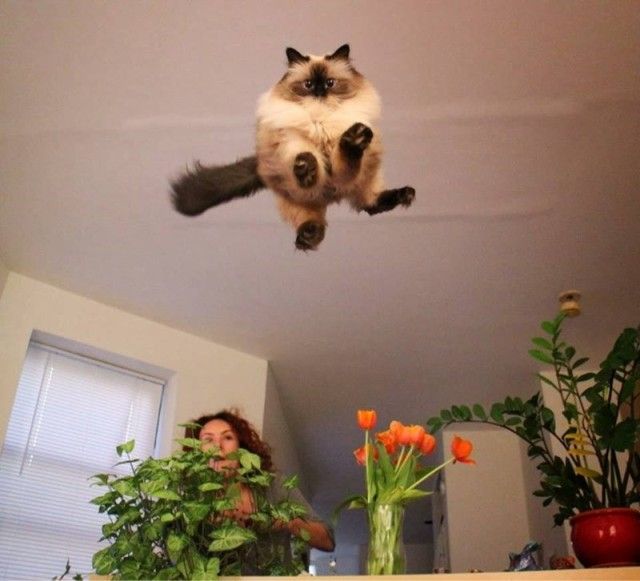 flyingcats4_e