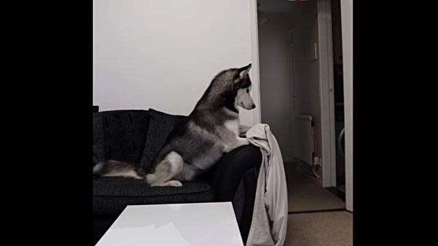 huskymagictric2