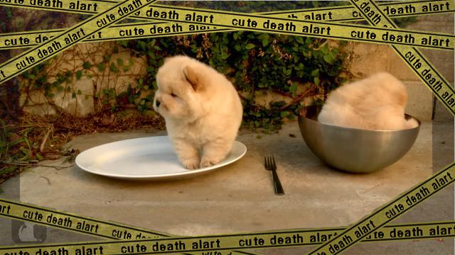 chowchow-f [www-frame