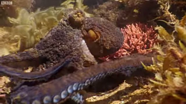 walkingoctopus1