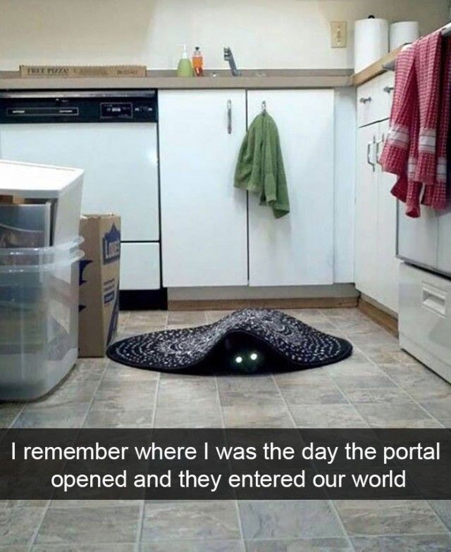 funnyanimals2_e