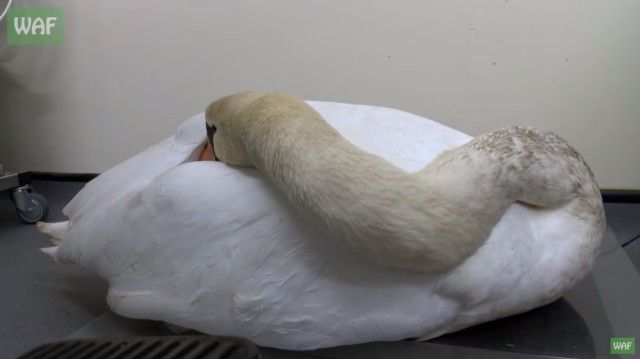 swan0_e
