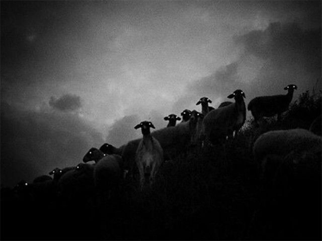 creepy-sheep14_e