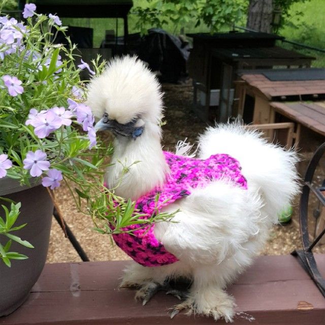 chick13_e