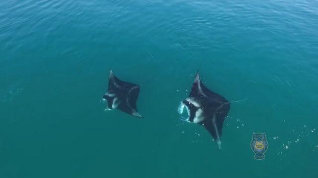 manta1