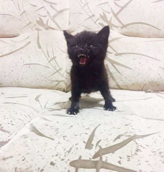angry-kittens-105_e