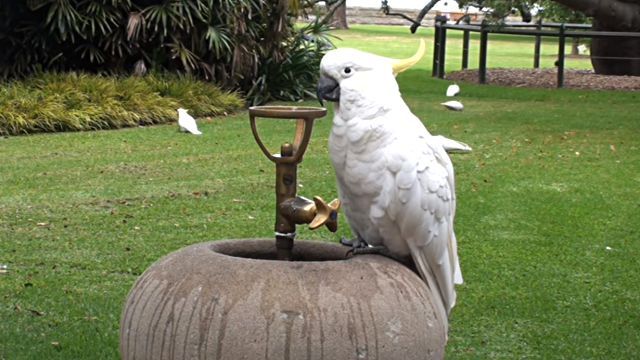 thirstybird2
