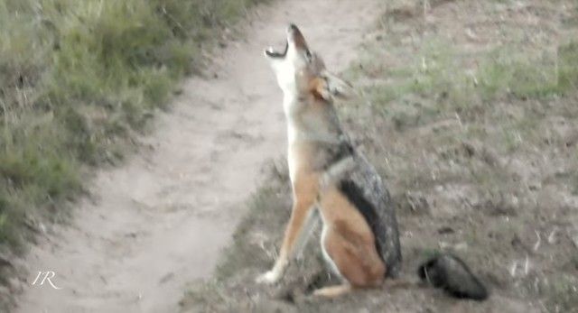 jackal3_e