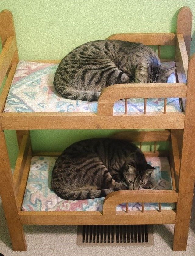 catsinbed7_e