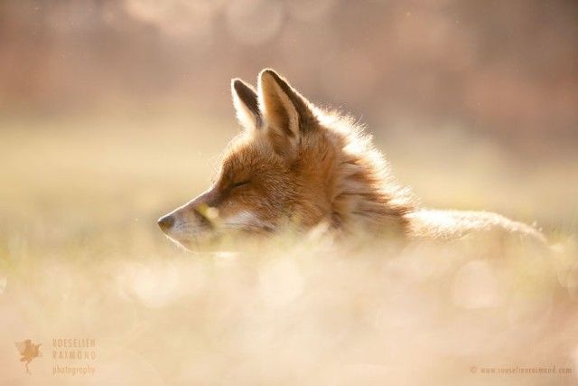 7_zenfox_well_balanced_fox-copy-5975b33ac5471__700_e