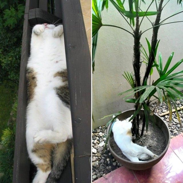 cat-plant19_e