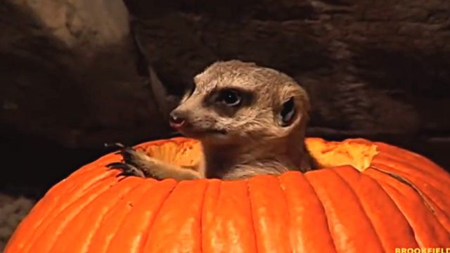 pumpkin5