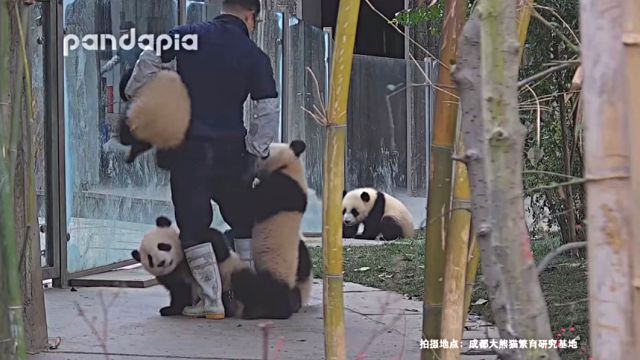 pandakopanda9