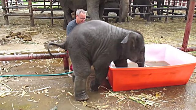 elephantbaby4