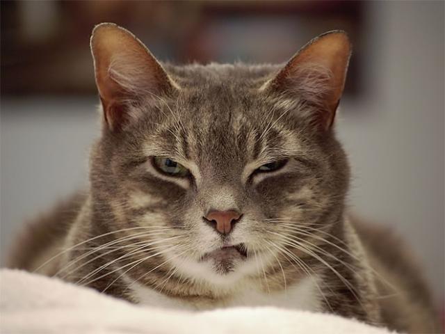 angry-cat1 ok