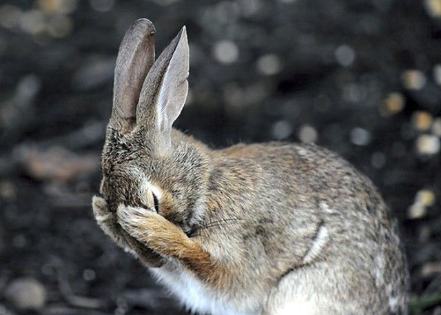 ComedyWildlifePhotoAwards2018 (8)
