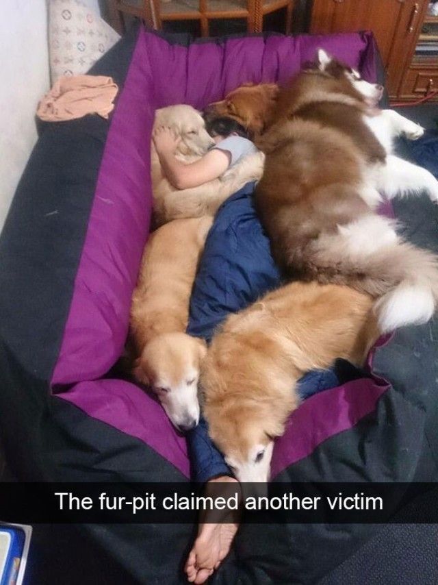 funnyanimals18_e