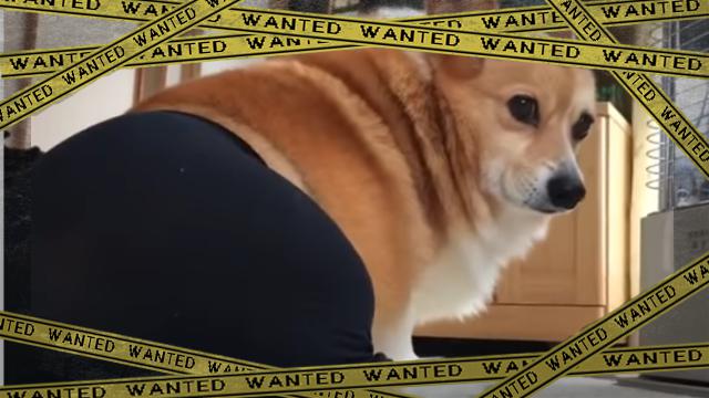 corgi-f_e-frame
