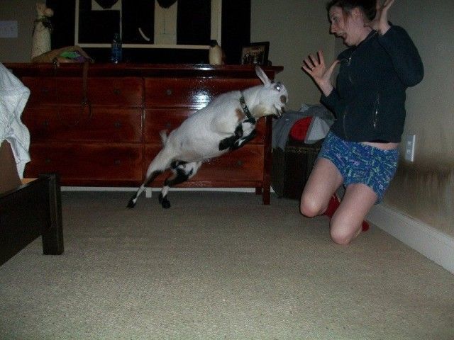 Funny-Goat-40_e