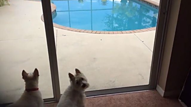 pooldog2