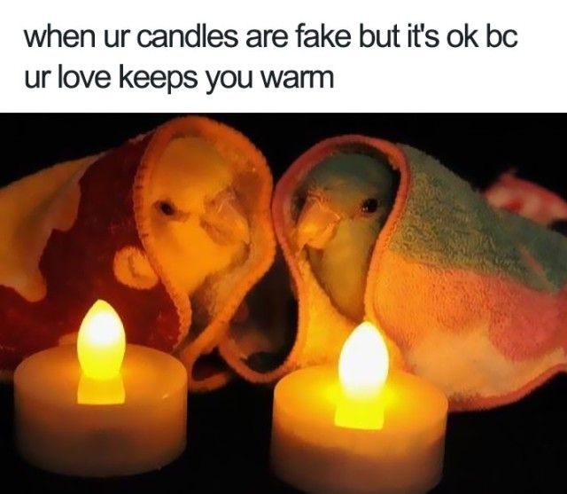funny-wholesome-animal-memes-7_e