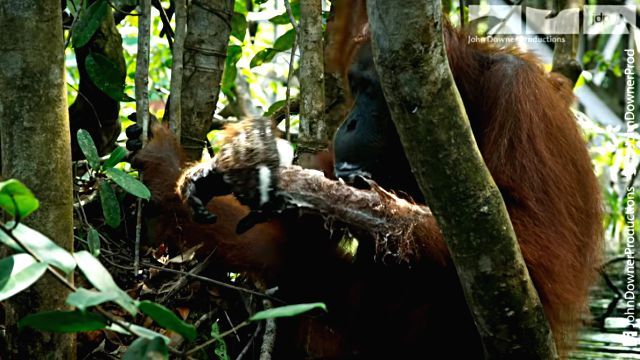 orangutansnsoap3