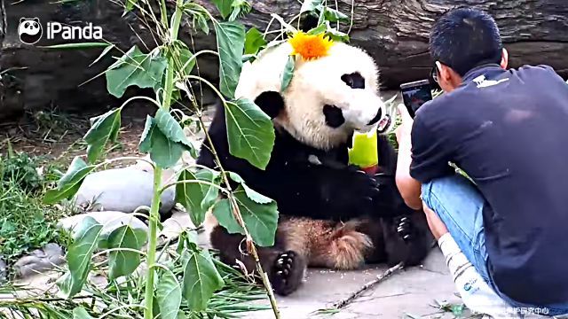 cutepandas5