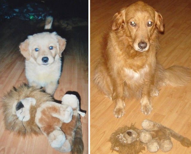 pets-growing-up-with-toys-291__700_e