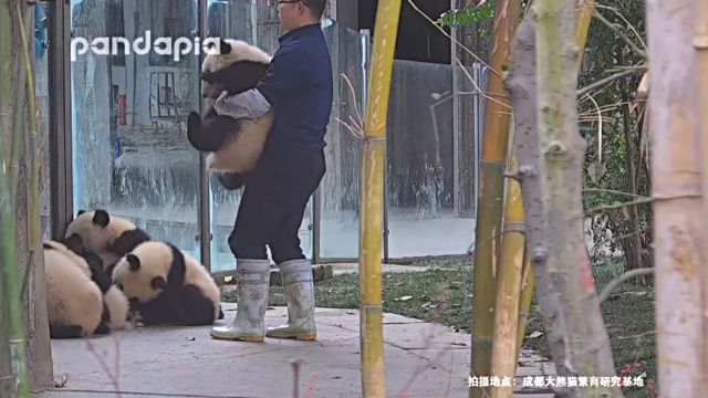 pandakopanda3
