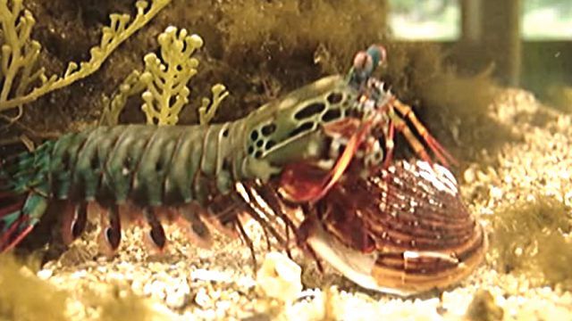 mantisshrimp3