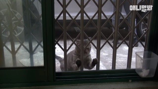 catcctv1_e