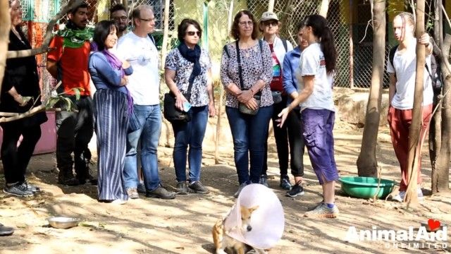 volunteeringatanimalaid4_e