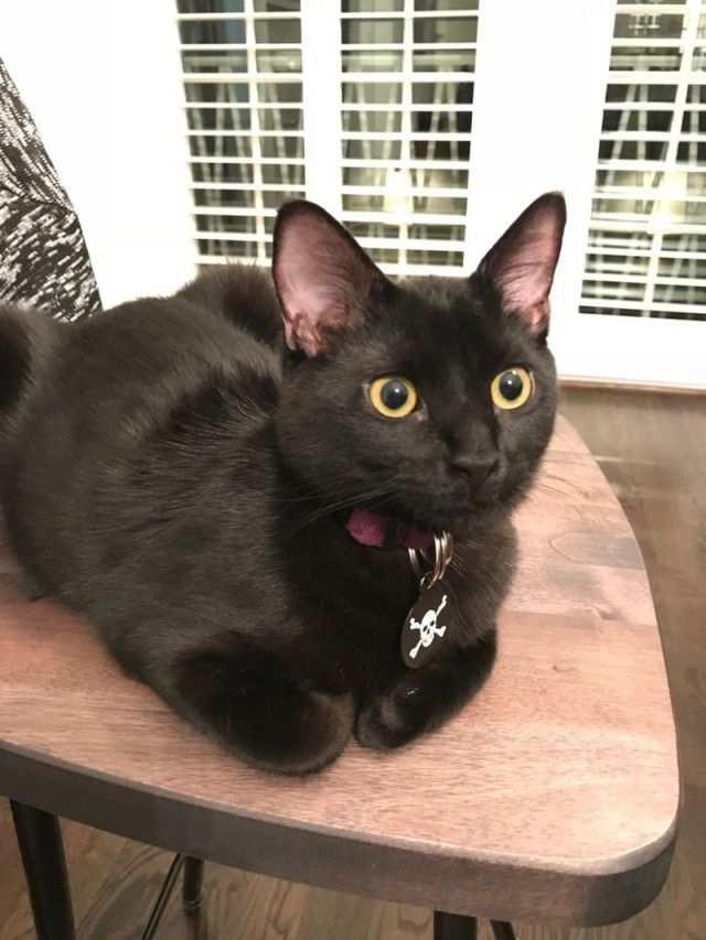 catloaf18_e