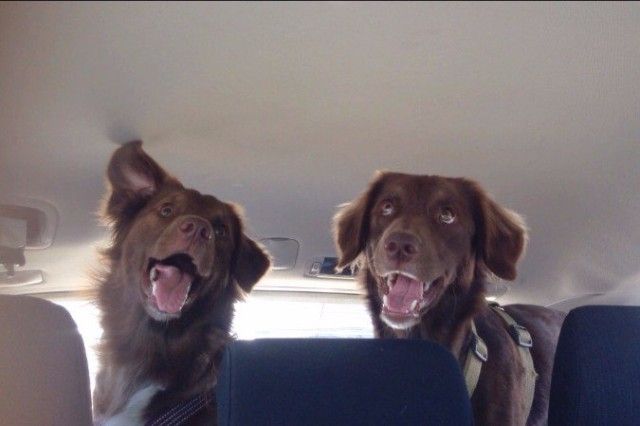 funnydogs_7_e