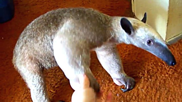 anteater1
